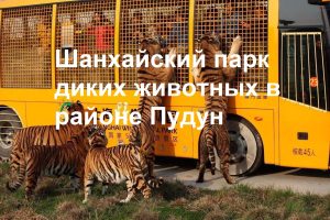Шанхайский парк диких животных в районе Пудун